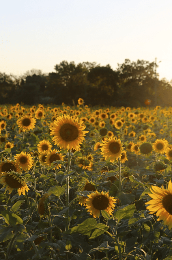 Sustainable Tourism in Provence